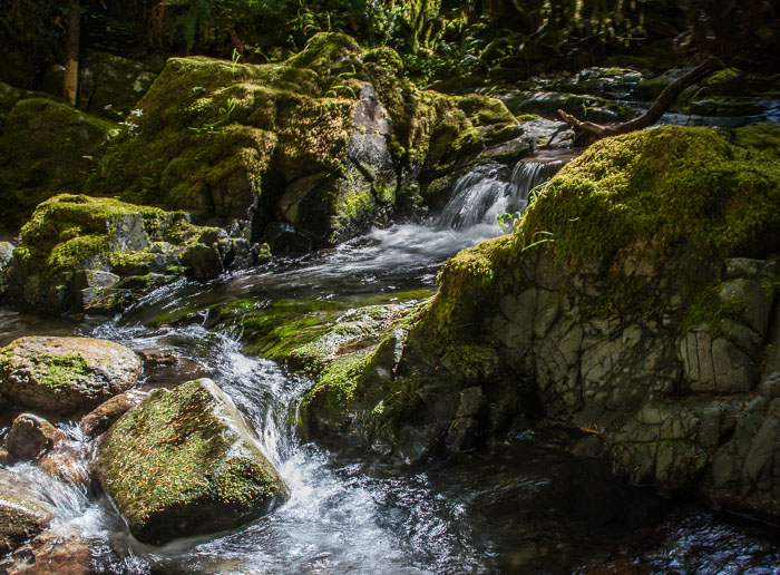Siouxon Creek Trail