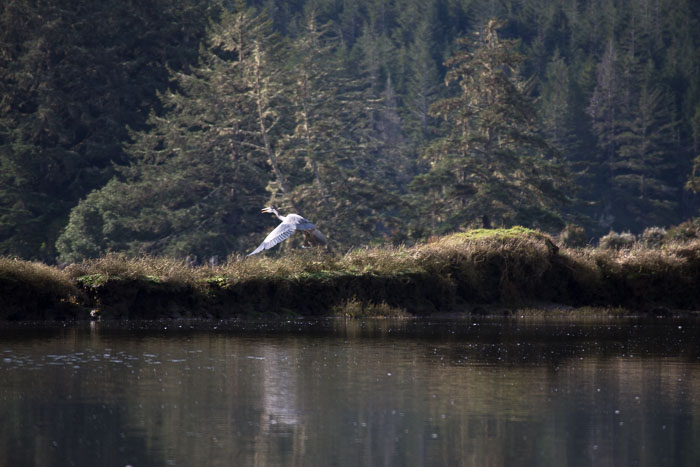 Coos Bay Area Sloughs
