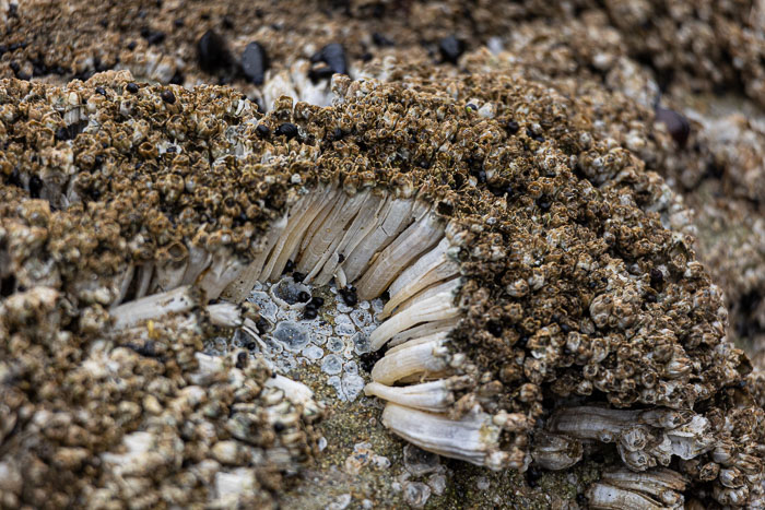 Northern Oregon Coast