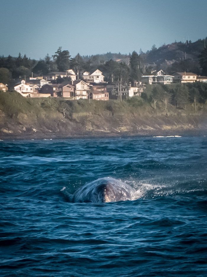Northern Oregon Coast