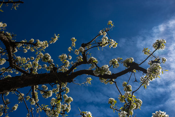 Hood River Valley Blossoms