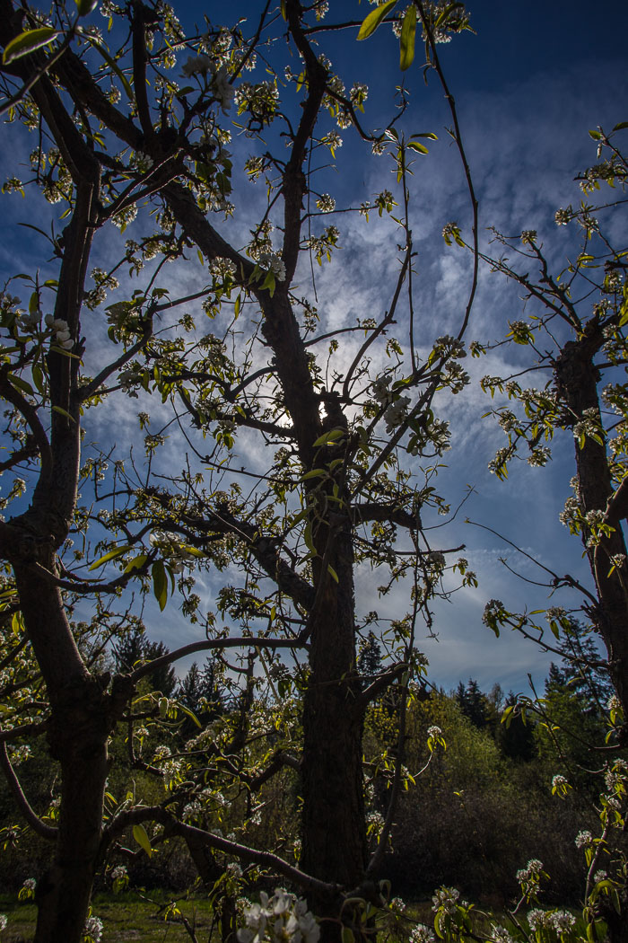 Hood River Valley Blossoms