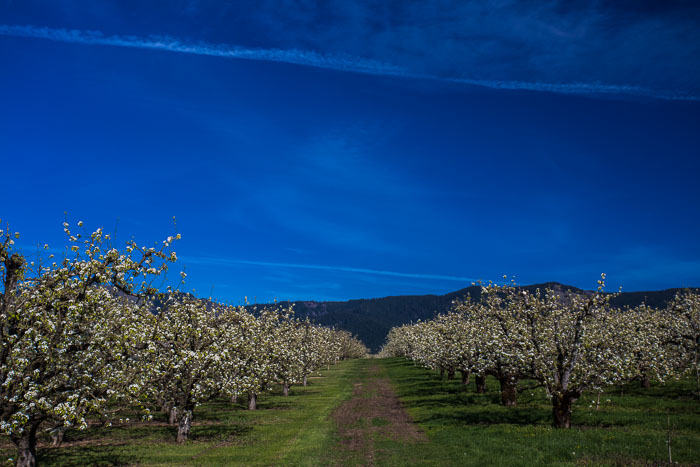 Hood River Valley Blossoms