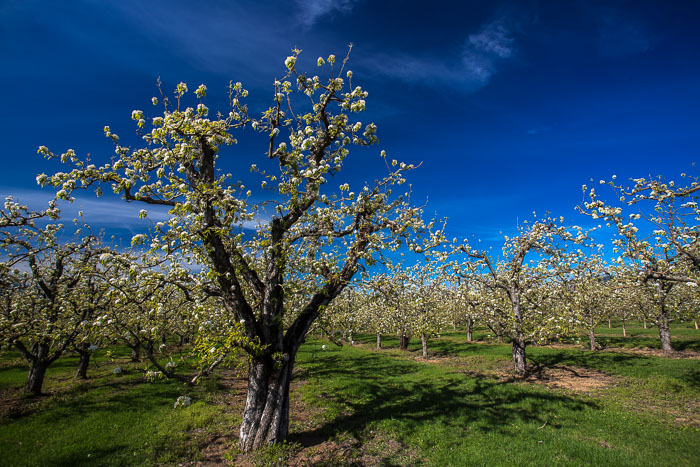 Hood River Valley Blossoms