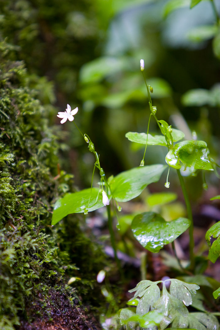 Columbia Gorge Falls Area