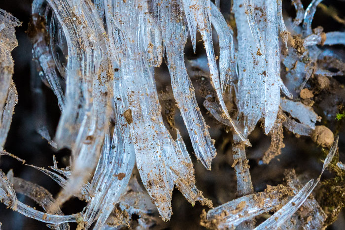 Chasing Ice