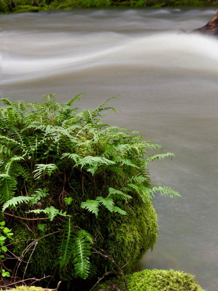 Lacamas Lake Regional Park