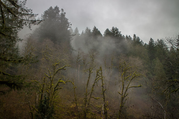 Larch Mountain trail and Christmas Trail