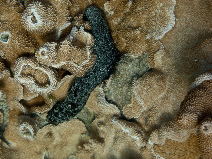 Waiopae Kapoho tide pools