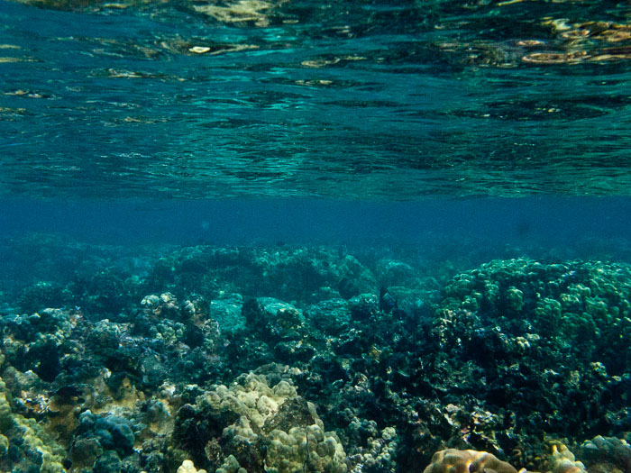 Waiopae Kapoho tide pools Waiopae Kapoho tide pools