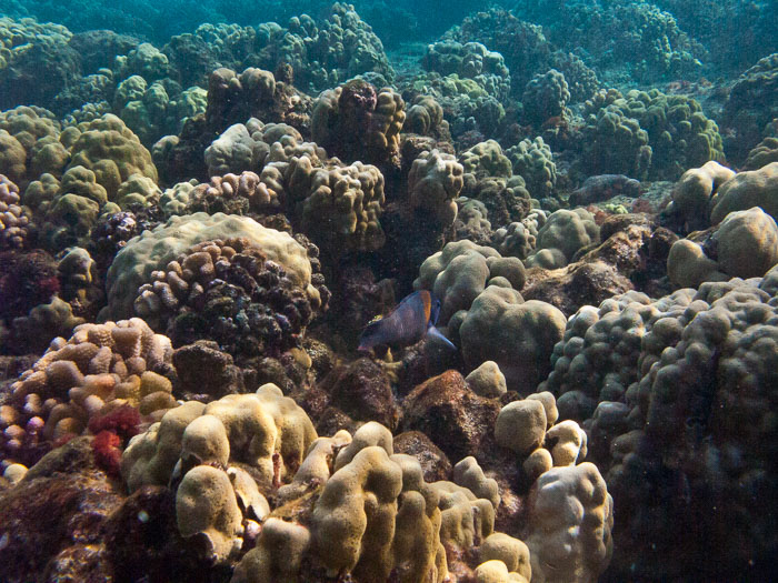 Waiopae Kapoho tide pools