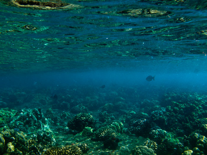 Waiopae Kapoho tide pools