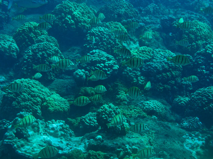 Waiopae Kapoho tide pools Waiopae Kapoho tide pools