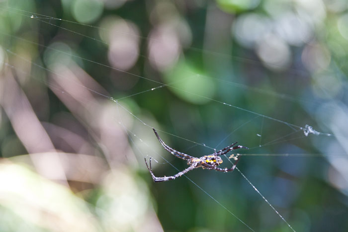North Kohala, Hāmākua,Hāmākua, North Hilo Districts