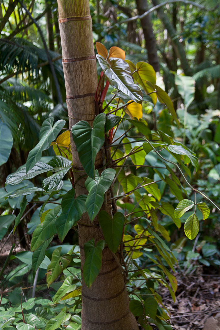 North Kohala, Hāmākua,Hāmākua, North Hilo Districts