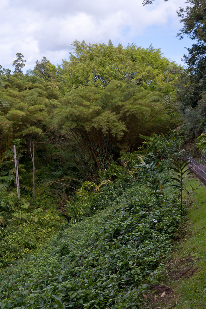 North Kohala, Hāmākua,Hāmākua, North Hilo Districts