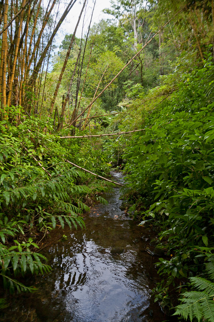 North Kohala, Hāmākua,Hāmākua, North Hilo Districts North Kohala, Hāmākua,Hāmākua, North Hilo Districts