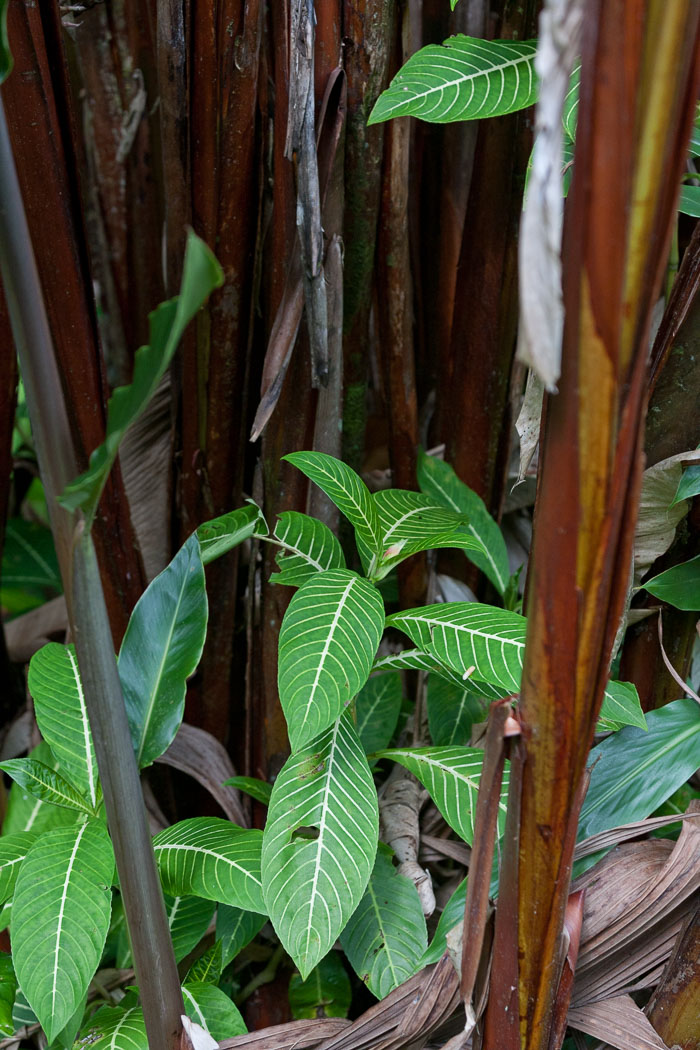 North Kohala, Hāmākua,Hāmākua, North Hilo Districts