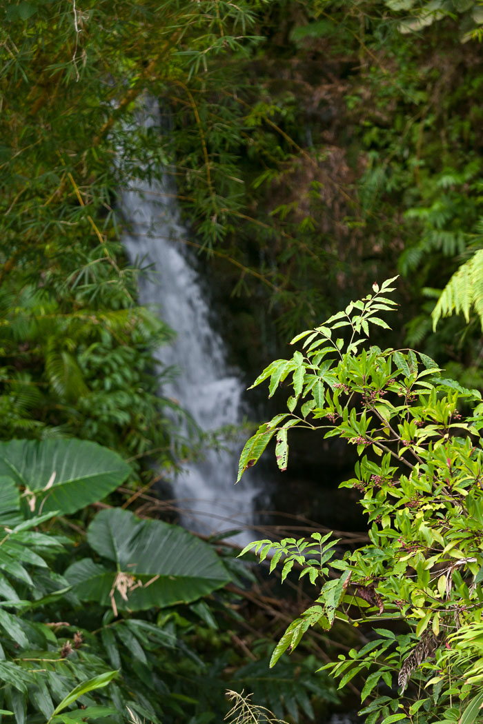 North Kohala, Hāmākua,Hāmākua, North Hilo Districts
