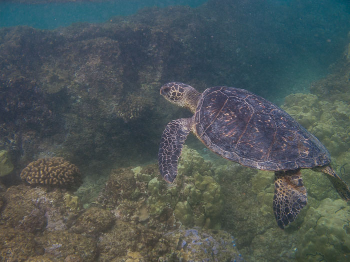 Richardson’s Ocean Park