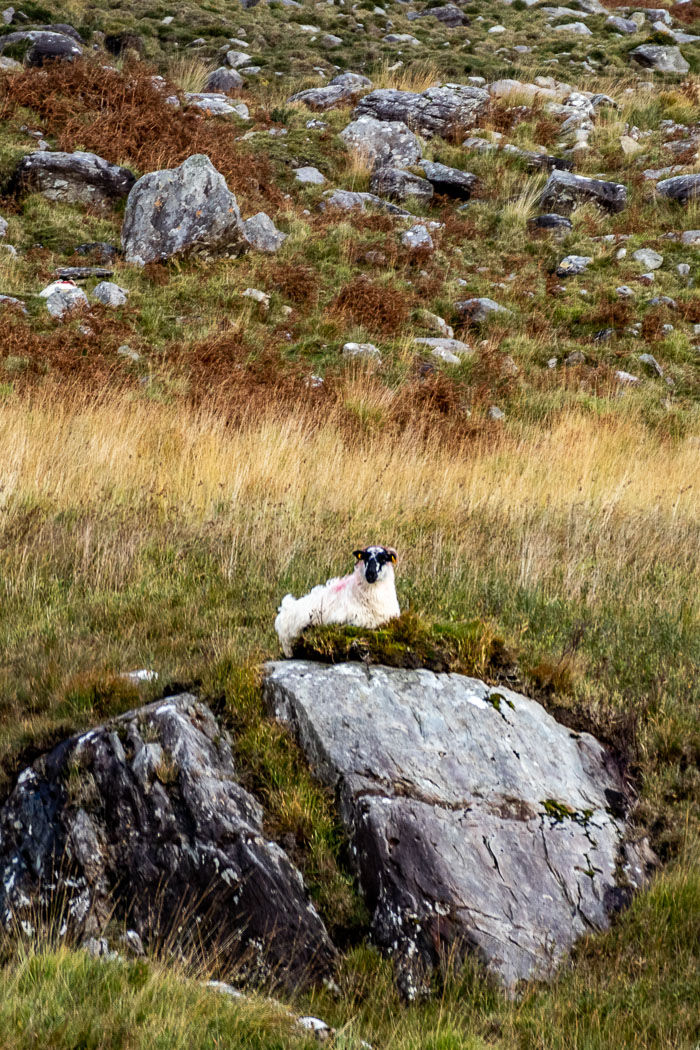 Gap of Dunloe Gap of Dunloe