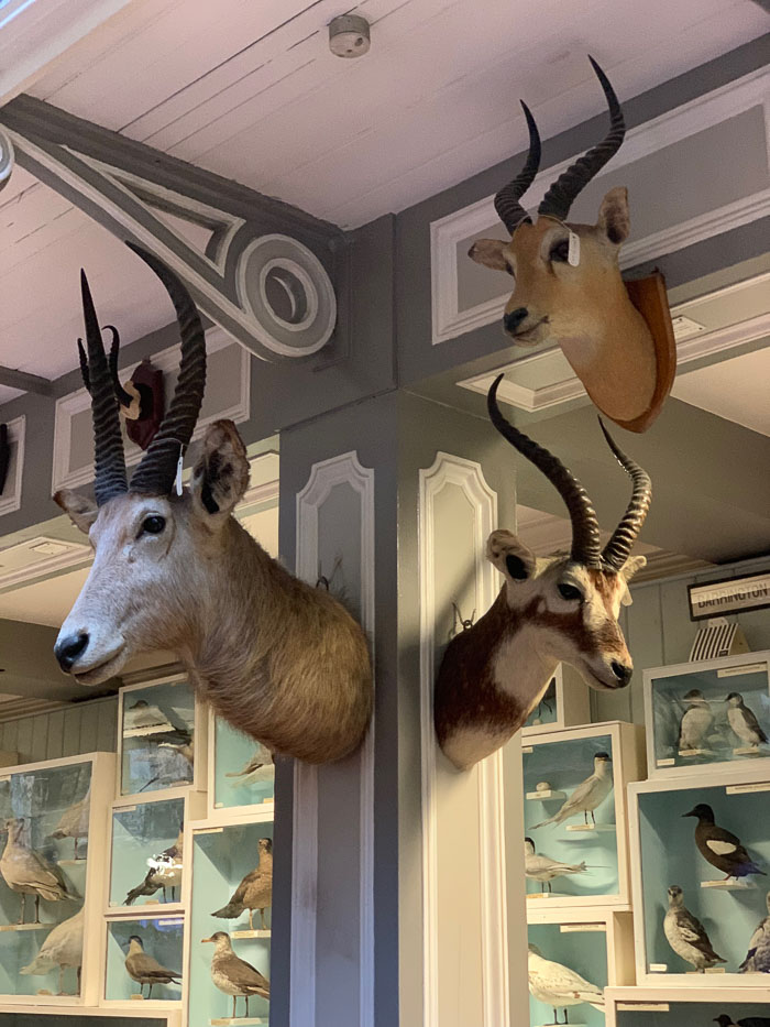 The Dead Zoo