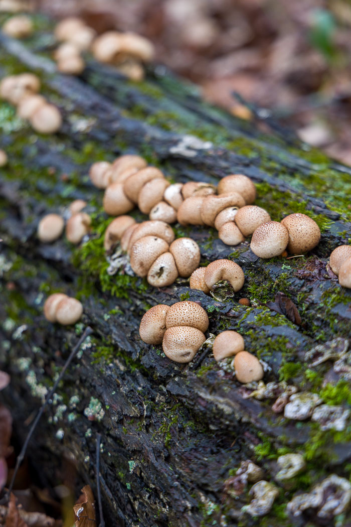 Devil's Lake State Park