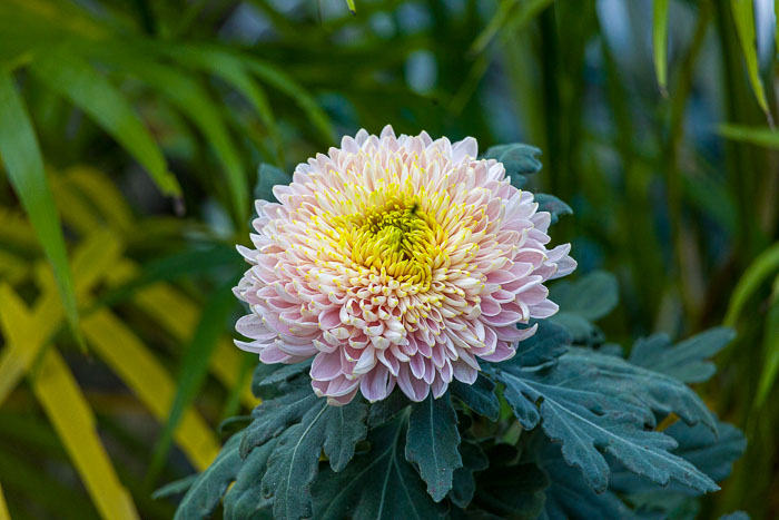 Mitchell Park Domes