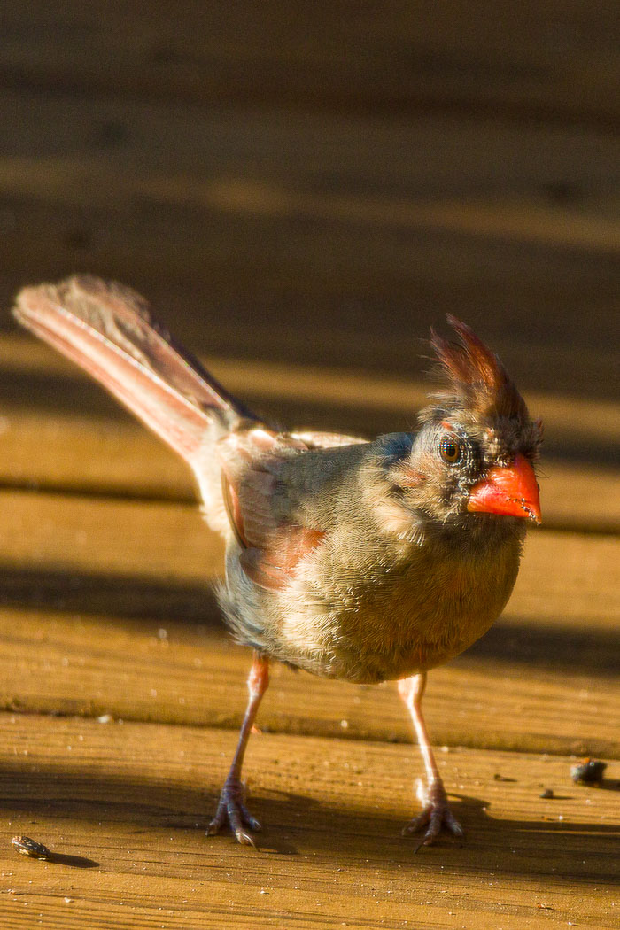 Small lives in Madison