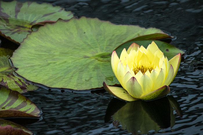 New York Botanical Gardens