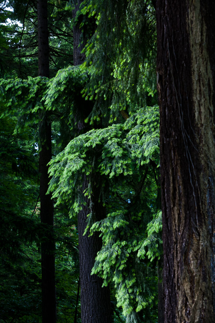 Portland Japanese Gardens