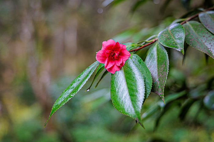 Portland Japanese Gardens