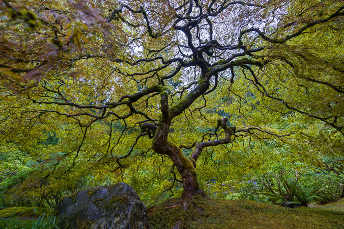 Portland Japanese Gardens