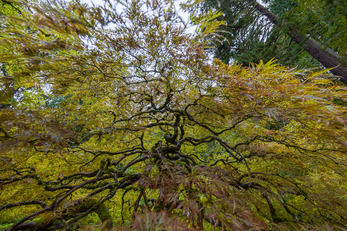 Portland Japanese Gardens