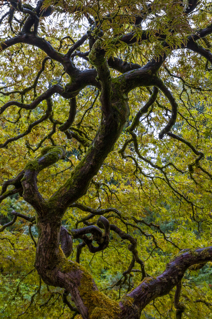 Portland Japanese Gardens Portland Japanese Gardens