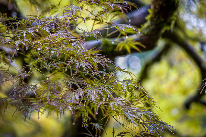 Portland Japanese Gardens