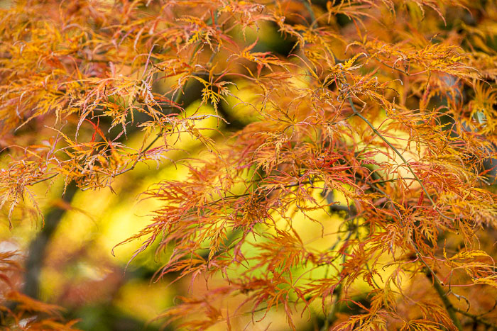 Portland Japanese Gardens