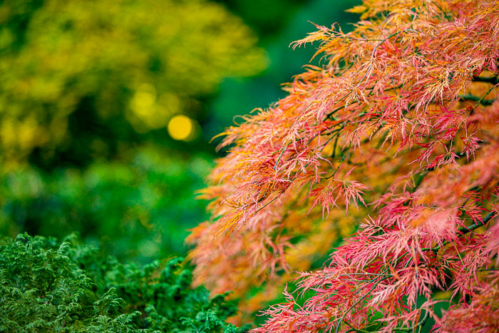 Portland Japanese Gardens Portland Japanese Gardens