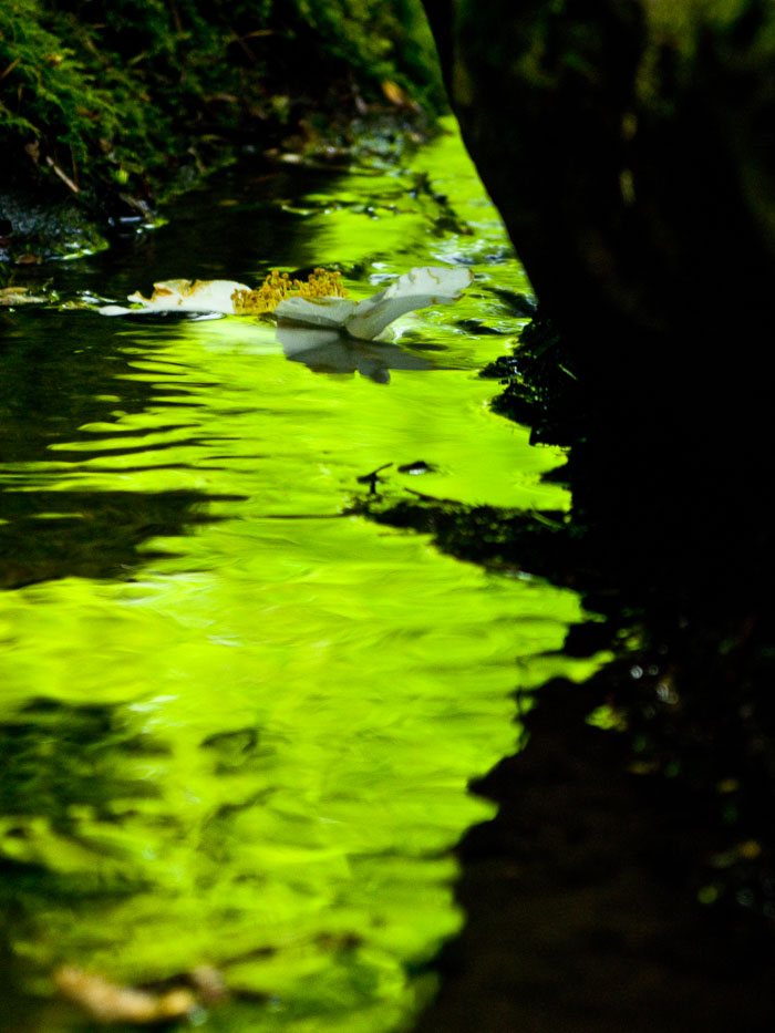 Portland Japanese Gardens Portland Japanese Gardens