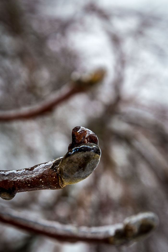 Snowlandia Snowlandia