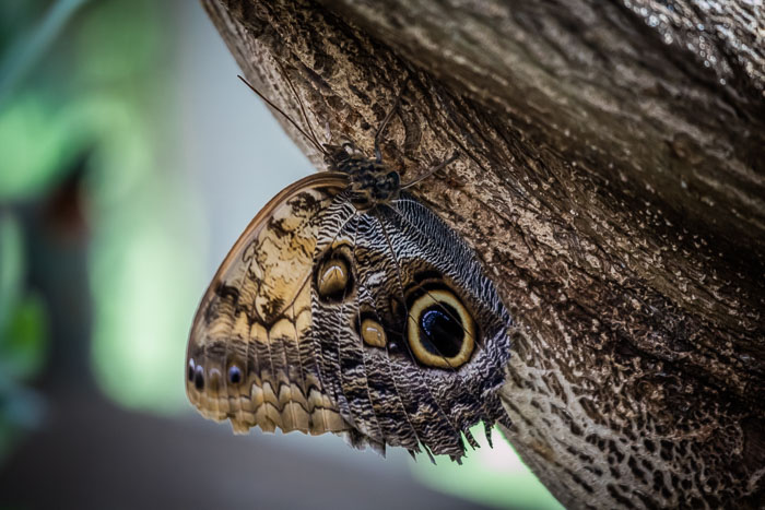 Seattle Center and Pacific Science Center
