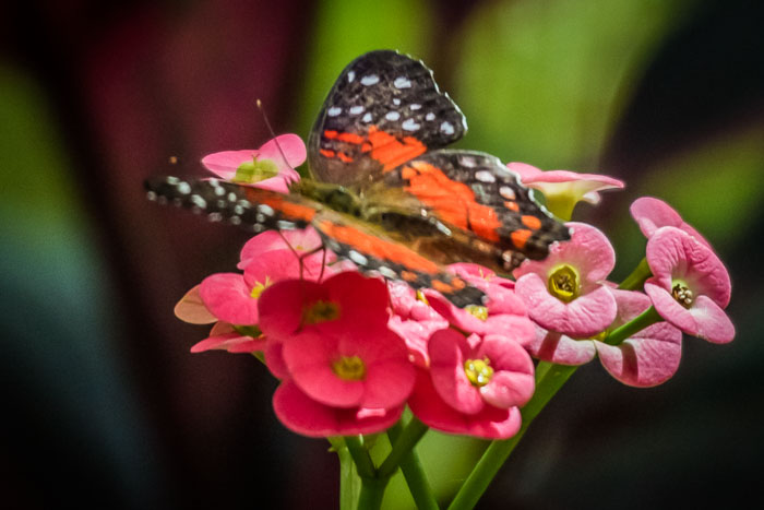 Seattle Center and Pacific Science Center