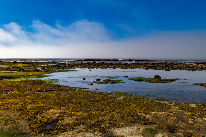 Botanical Beach