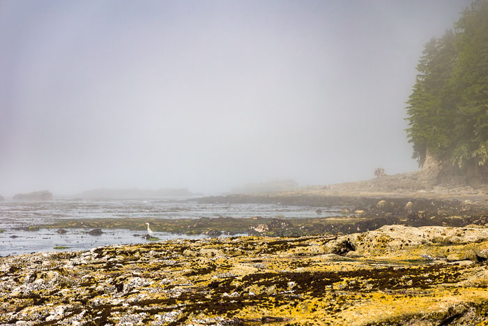 Botanical Beach