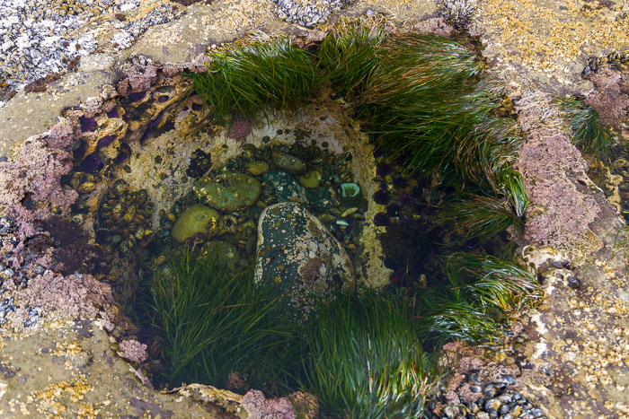 Botanical Beach