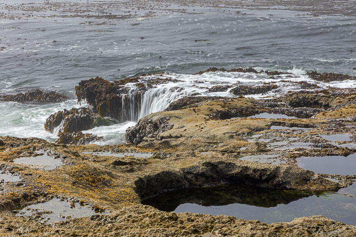 Botanical Beach