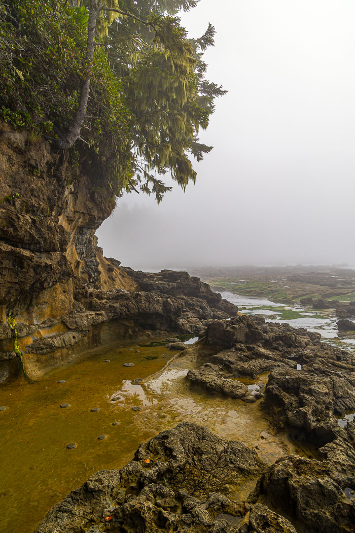 Botanical Beach
