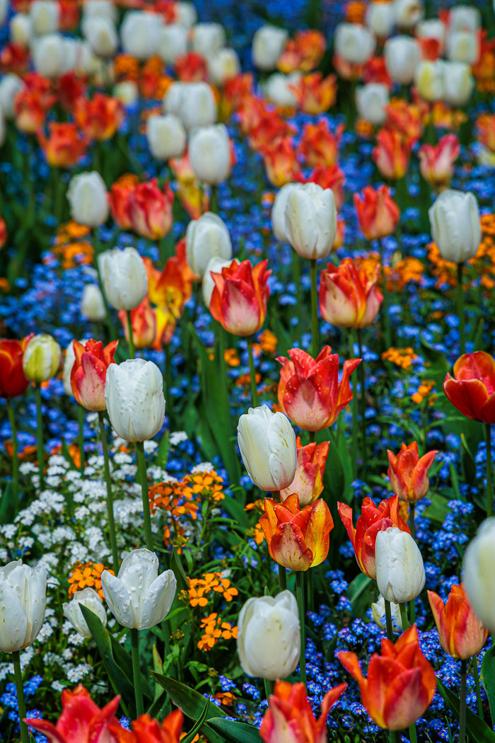 Buchart Gardens