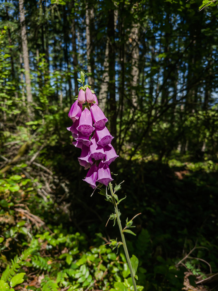 Vancouver Island Out and About