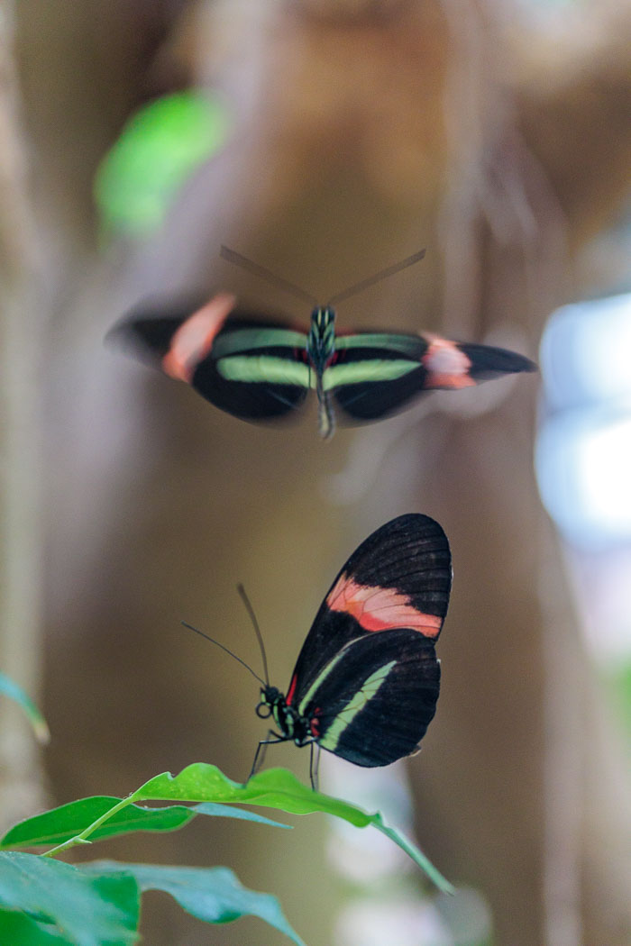Victoria Butterfly Gardens